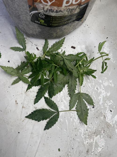 Eternity CUP 2026 Sticky Broccoli Zam Ph. Week 6