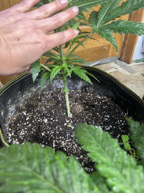 Eternity CUP 2026 Sticky Broccoli Zam Ph. Week 6