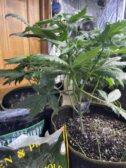 Eternity CUP 2026 Sticky Broccoli Zam Ph. Week 7