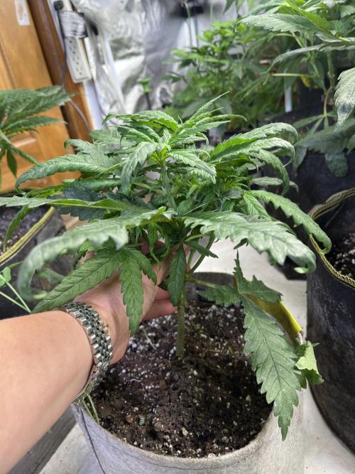 Eternity CUP 2026 Sticky Broccoli Zam Ph. Week 7