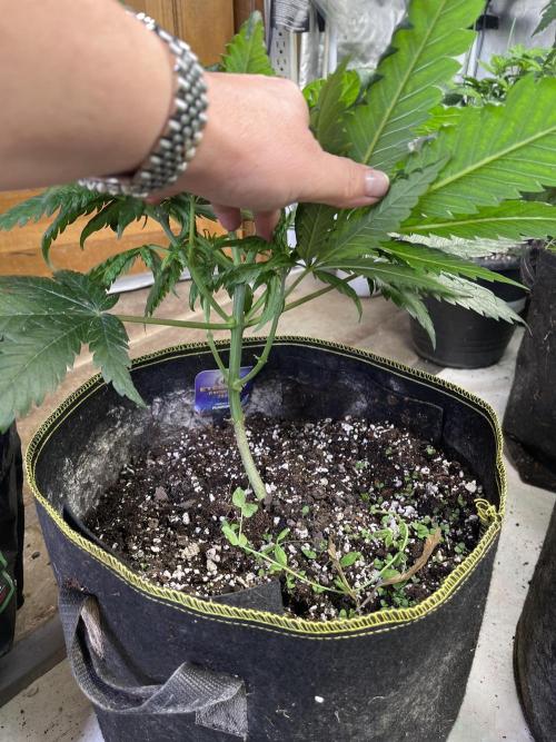Eternity CUP 2026 Sticky Broccoli Zam Ph. Week 7