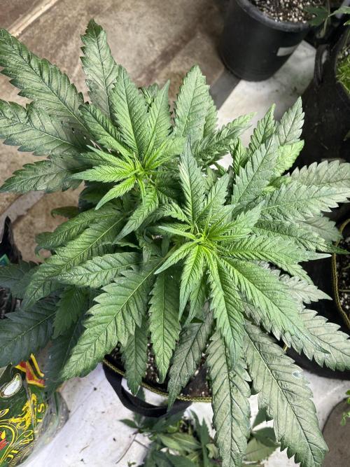 Eternity CUP 2026 Sticky Broccoli Zam Ph. Week 7