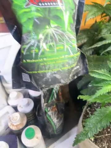 Eternity CUP 2026 Sticky Broccoli Zam Ph