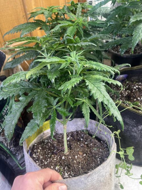 Eternity CUP 2026 Sticky Broccoli Zam Ph. Week 8