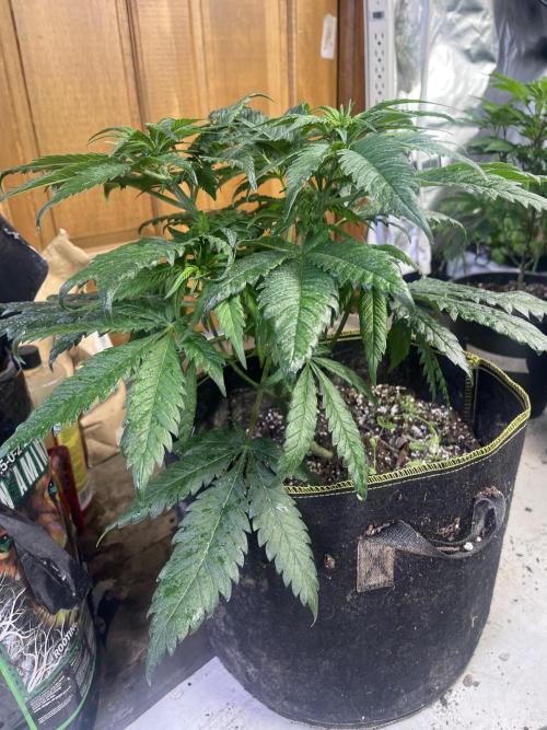 Eternity CUP 2026 Sticky Broccoli Zam Ph. Week 8