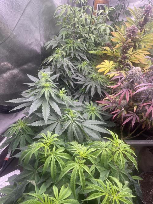 Eternity CUP 2026 Sticky Broccoli Zam Ph. Week 9