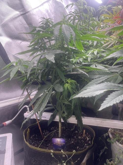 Eternity CUP 2026 Sticky Broccoli Zam Ph. Week 9