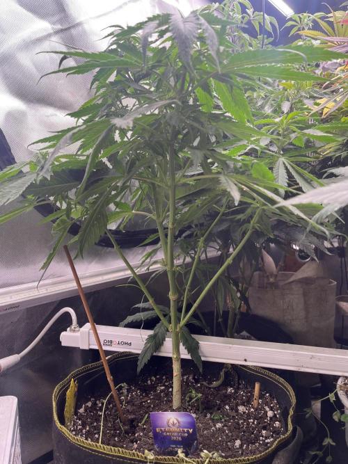 Eternity CUP 2026 Sticky Broccoli Zam Ph. Week 9