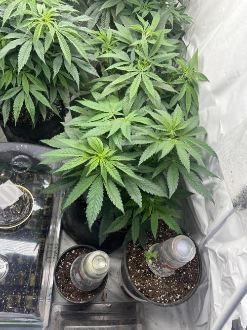 Eternity CUP 2026 Sticky Broccoli Zam Ph. Week 9