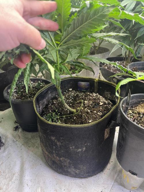 Eternity CUP 2026 Sticky Broccoli Zam Ph. Week 9