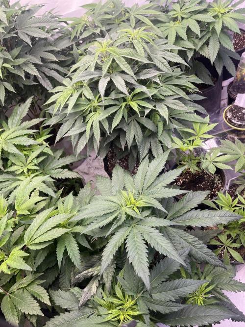 Eternity CUP 2026 Sticky Broccoli Zam Ph. Week 9