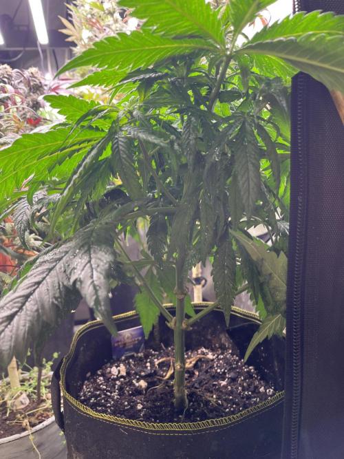 Eternity CUP 2026 Sticky Broccoli Zam Ph. Week 10