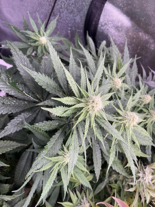 Eternity CUP 2026 Sticky Broccoli Zam Ph. Week 11