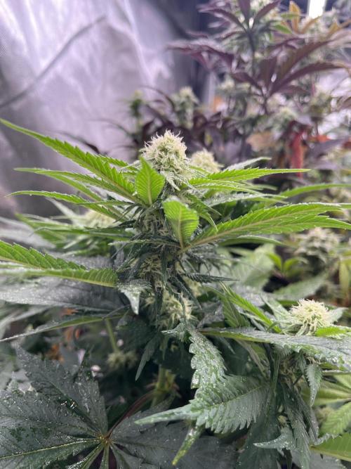 Eternity CUP 2026 Sticky Broccoli Zam Ph. Week 11