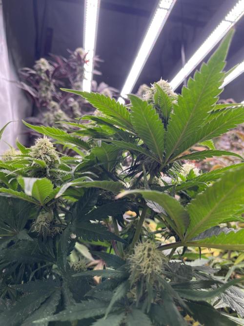 Eternity CUP 2026 Sticky Broccoli Zam Ph. Week 12