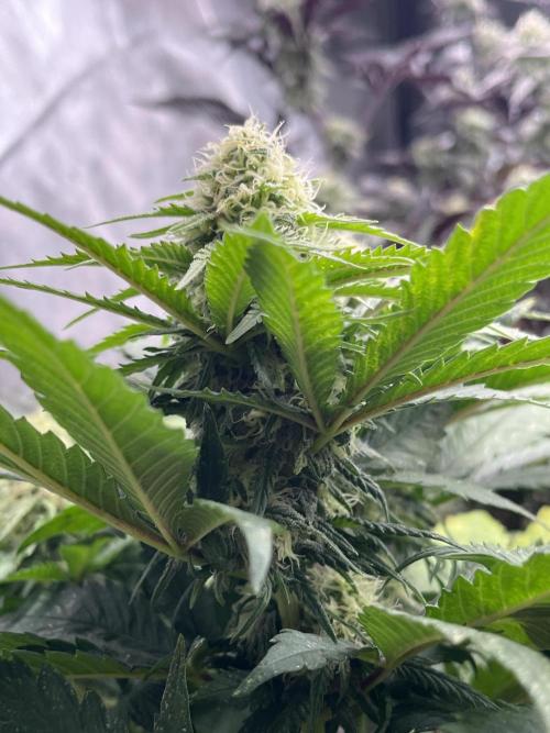 Eternity CUP 2026 Sticky Broccoli Zam Ph. Week 12