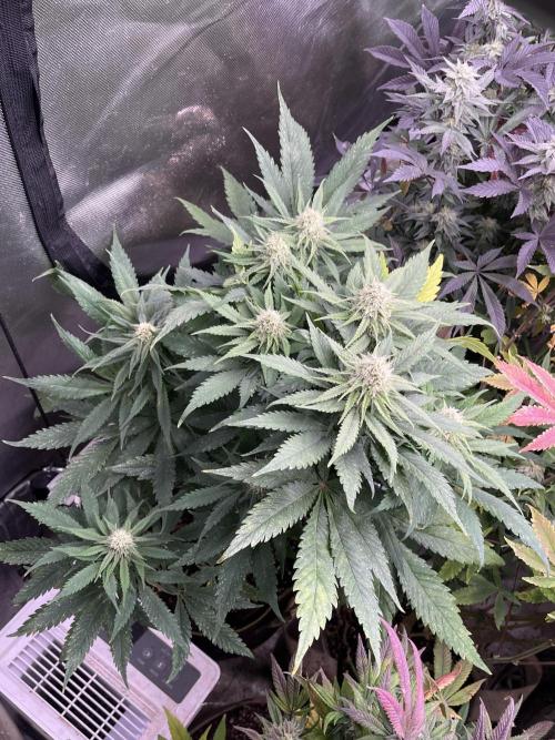 Eternity CUP 2026 Sticky Broccoli Zam Ph. Week 12