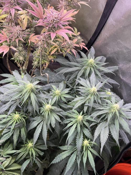 Eternity CUP 2026 Sticky Broccoli Zam Ph. Week 12