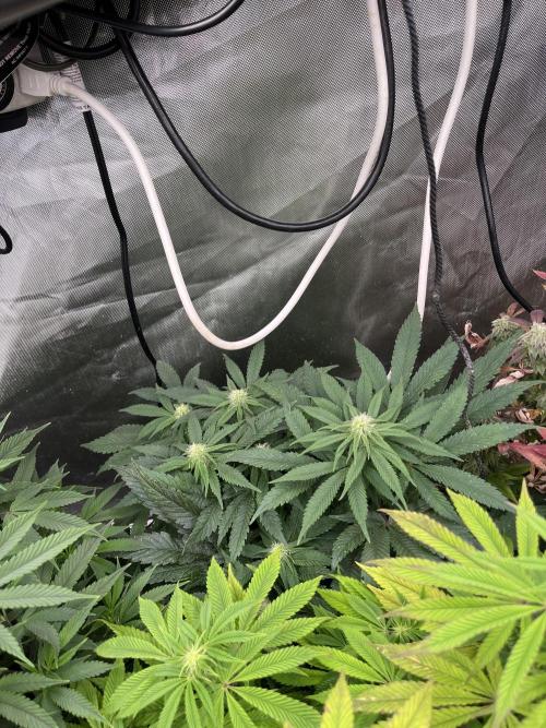 Eternity CUP 2026 Sticky Broccoli Zam Ph. Week 12