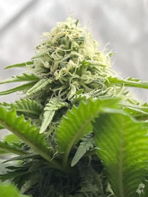 Eternity CUP 2026 Sticky Broccoli Zam Ph. Week 12