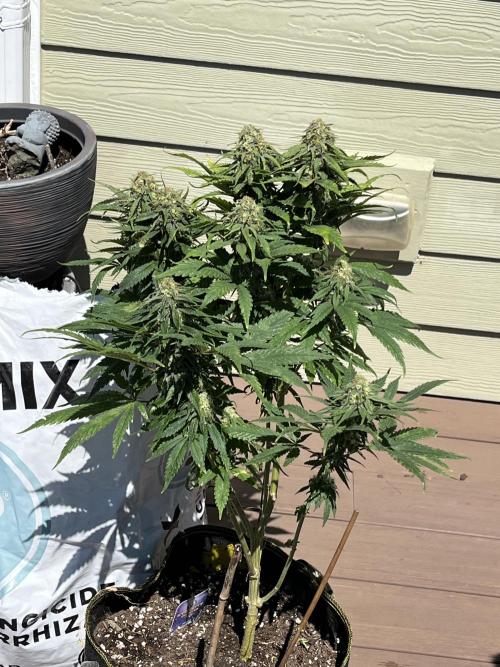 Eternity CUP 2026 Sticky Broccoli Zam Ph. Week 13