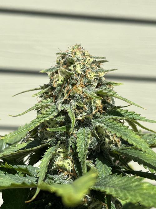 Eternity CUP 2026 Sticky Broccoli Zam Ph. Week 13