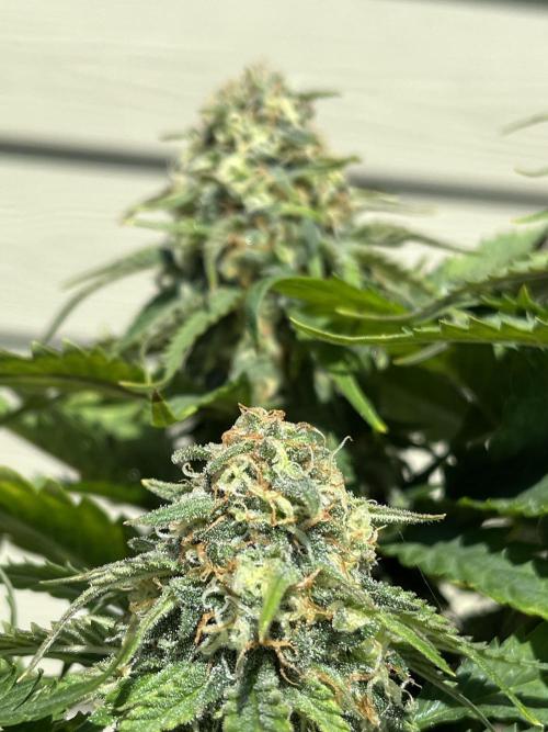 Eternity CUP 2026 Sticky Broccoli Zam Ph. Week 13