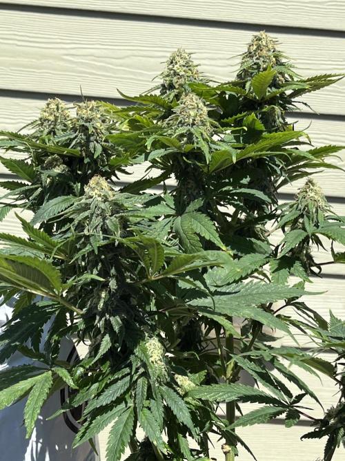 Eternity CUP 2026 Sticky Broccoli Zam Ph. Week 13