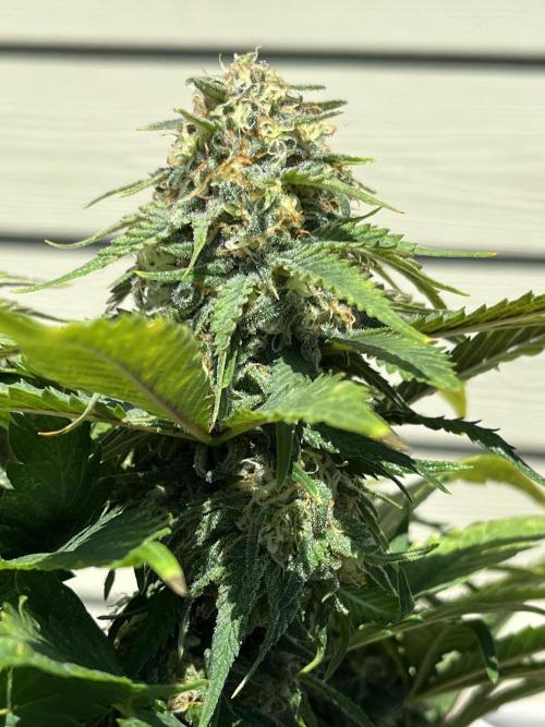 Eternity CUP 2026 Sticky Broccoli Zam Ph. Week 13