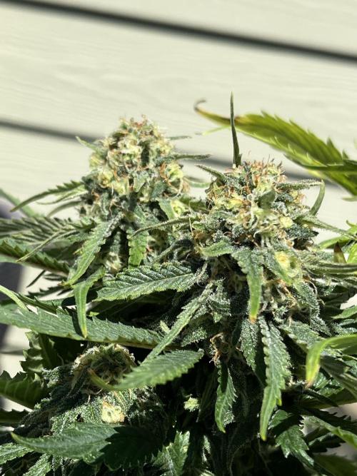 Eternity CUP 2026 Sticky Broccoli Zam Ph. Week 13