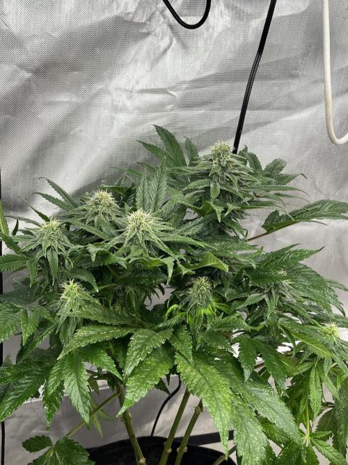 Eternity CUP 2026 Sticky Broccoli Zam Ph. Week 13