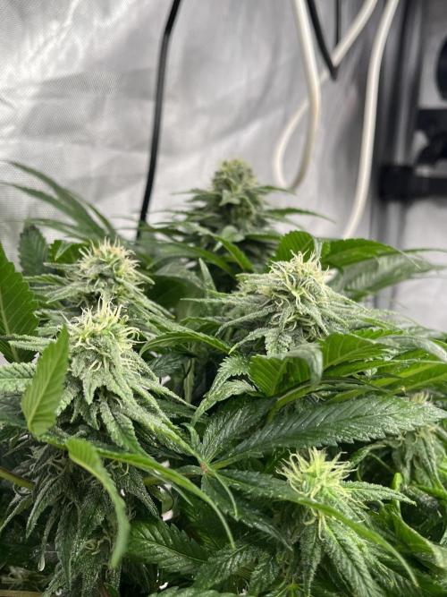 Eternity CUP 2026 Sticky Broccoli Zam Ph. Week 13