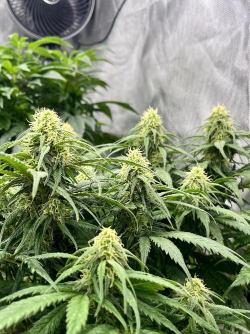 Eternity CUP 2026 Sticky Broccoli Zam Ph. Week 13