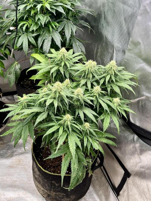 Eternity CUP 2026 Sticky Broccoli Zam Ph. Week 13