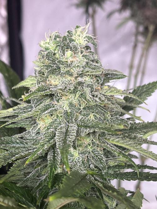 Eternity CUP 2026 Sticky Broccoli Zam Ph. Week 14