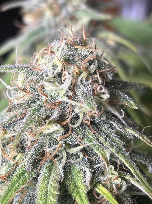 Eternity CUP 2026 Sticky Broccoli Zam Ph. Week 14