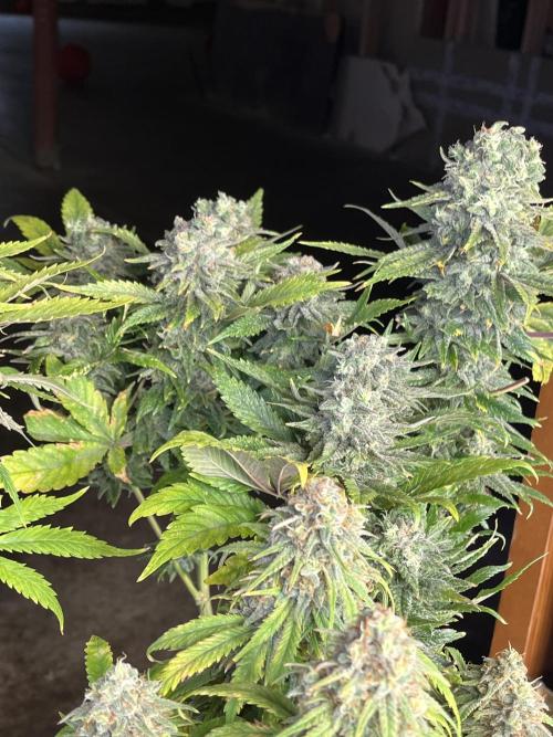 Eternity CUP 2026 Sticky Broccoli Zam Ph. Week 15