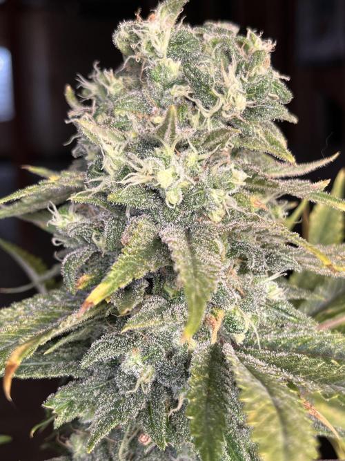 Eternity CUP 2026 Sticky Broccoli Zam Ph. Week 15