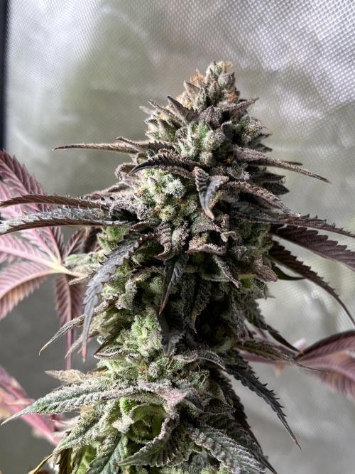 Eternity CUP 2026 Sticky Broccoli Zam Ph. Week 15