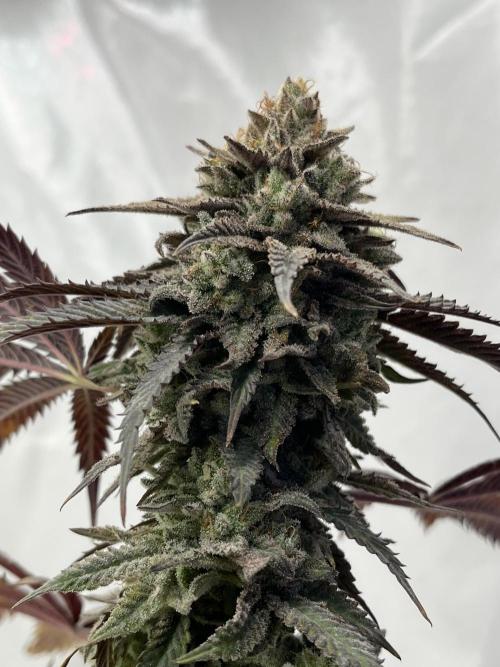 Eternity CUP 2026 Sticky Broccoli Zam Ph. Week 15