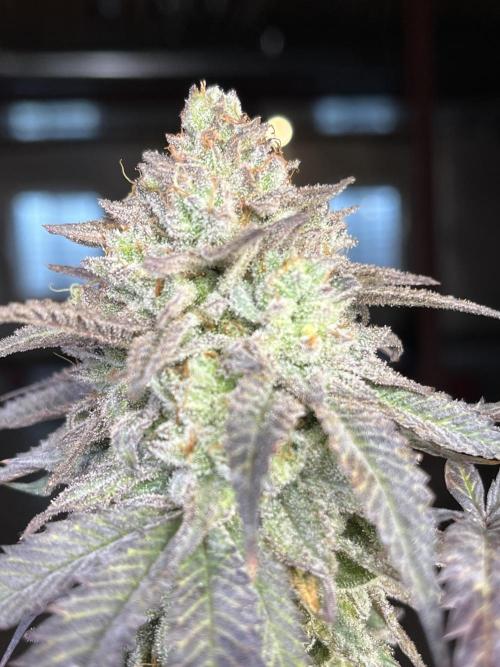 Eternity CUP 2026 Sticky Broccoli Zam Ph. Week 16