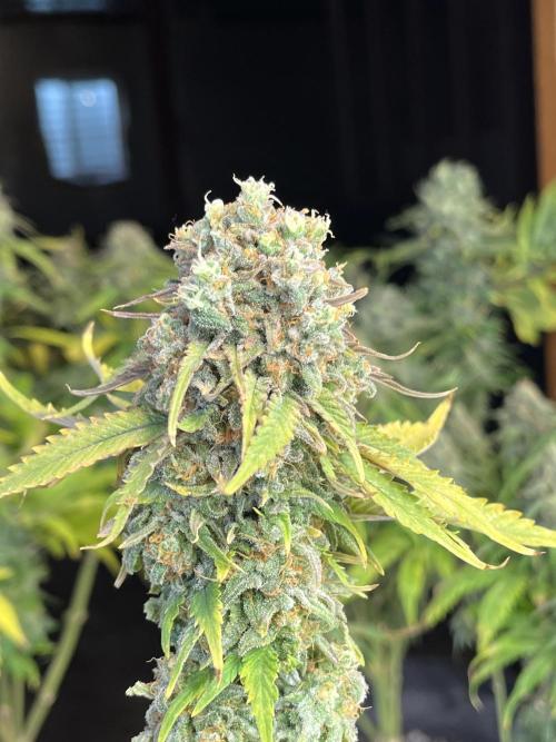 Eternity CUP 2026 Sticky Broccoli Zam Ph. Week 16