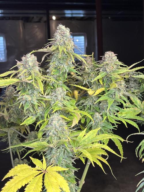 Eternity CUP 2026 Sticky Broccoli Zam Ph. Week 16