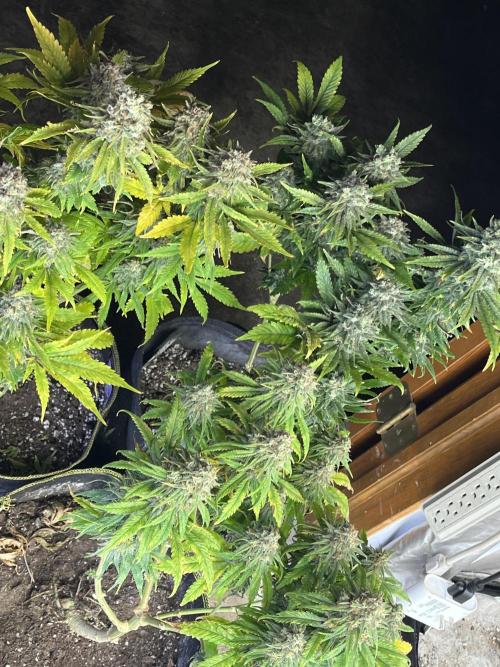 Eternity CUP 2026 Sticky Broccoli Zam Ph. Week 16