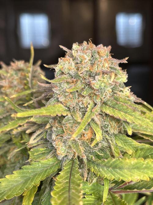 Eternity CUP 2026 Sticky Broccoli Zam Ph. Week 16