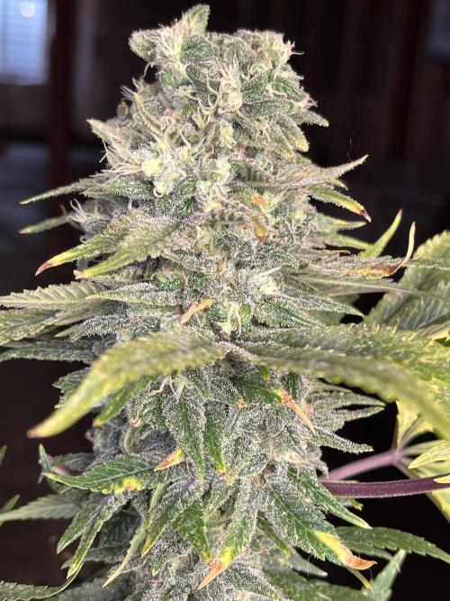 Eternity CUP 2026 Sticky Broccoli Zam Ph. Week 16