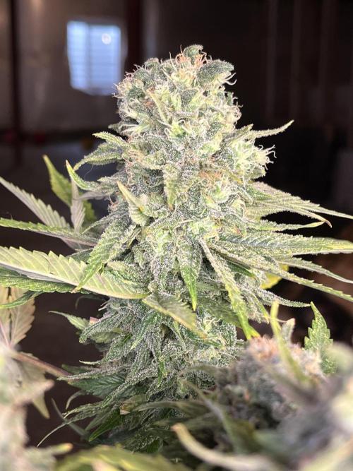 Eternity CUP 2026 Sticky Broccoli Zam Ph. Week 16