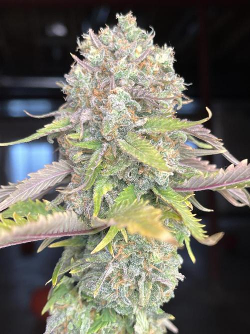 Eternity CUP 2026 Sticky Broccoli Zam Ph. Week 16