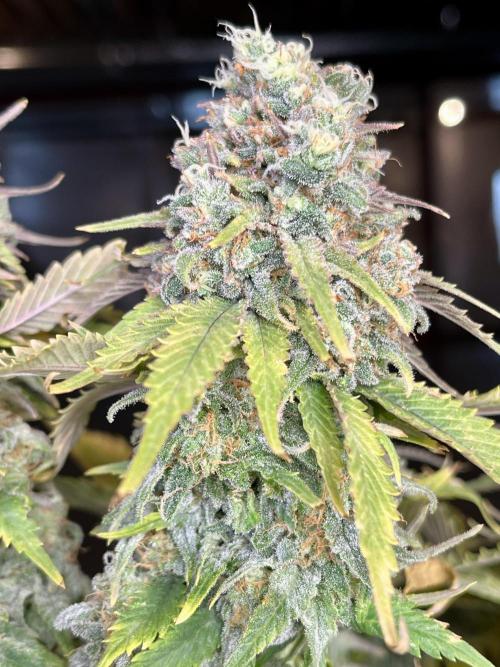 Eternity CUP 2026 Sticky Broccoli Zam Ph. Week 16