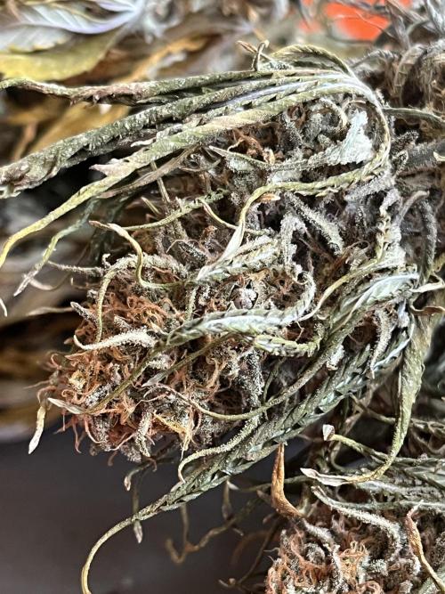 Eternity CUP 2026 Sticky Broccoli Zam Ph. Week 17